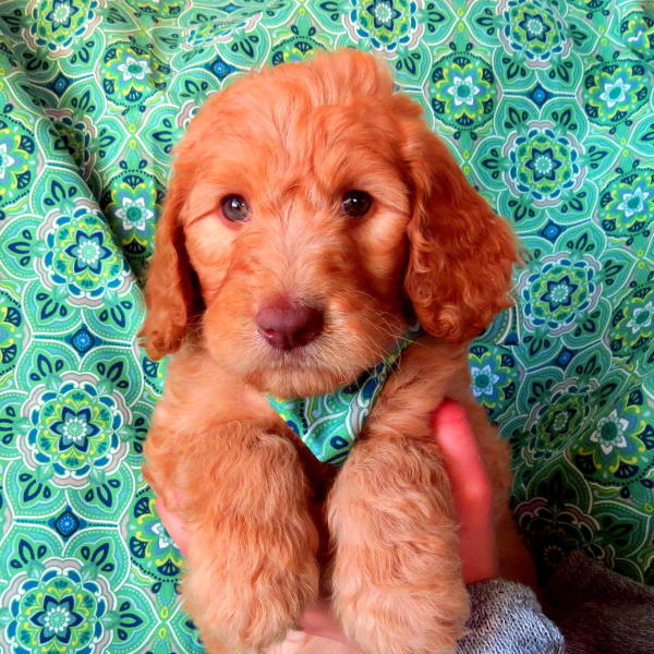 Caramel